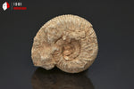 Ammonite perisphinctes de France - 4,4 cm - 38 g / BP382 - Vignette | 1001 minéraux