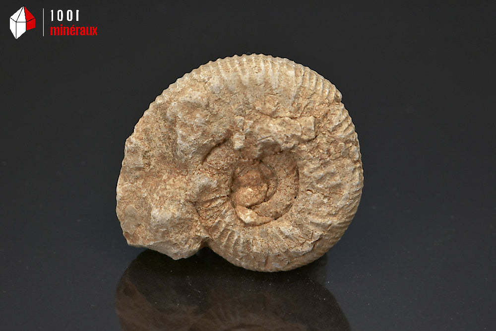 Fossile d'ammonite perisphinctes de France