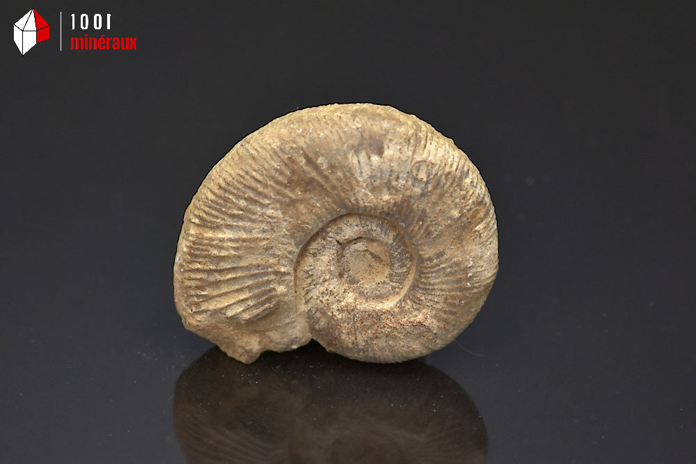 Fossile d'ammonite perisphinctes de France