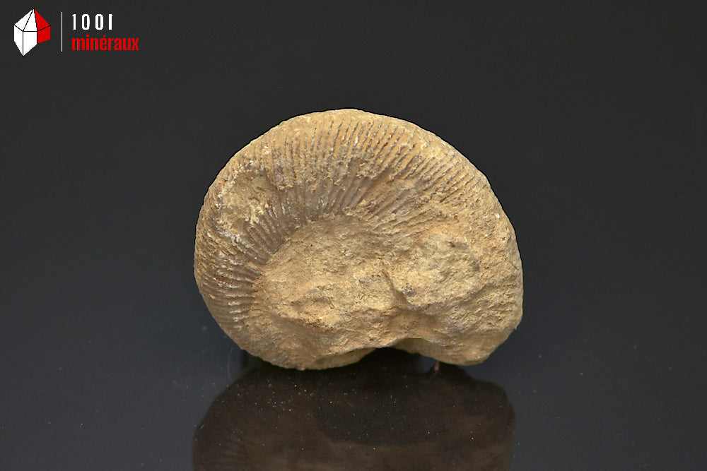 Fossile d'ammonite perisphinctes de France