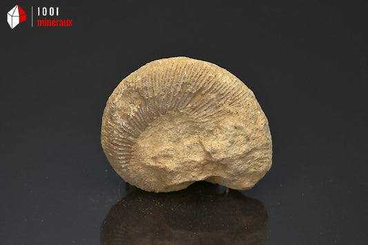 Fossile d'ammonite perisphinctes de France