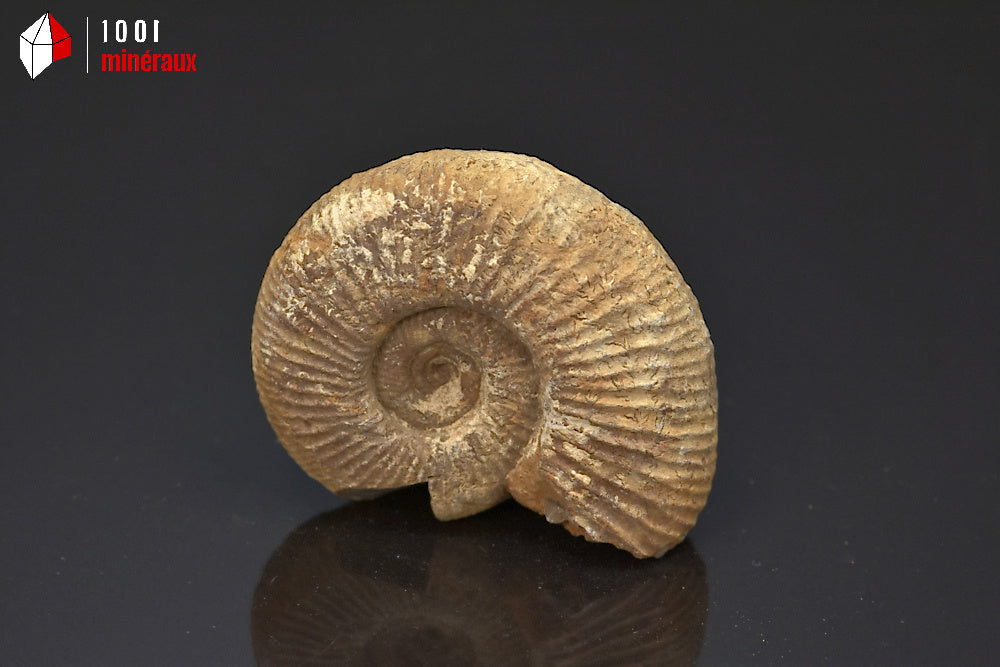 Fossile d'ammonite perisphinctes de France