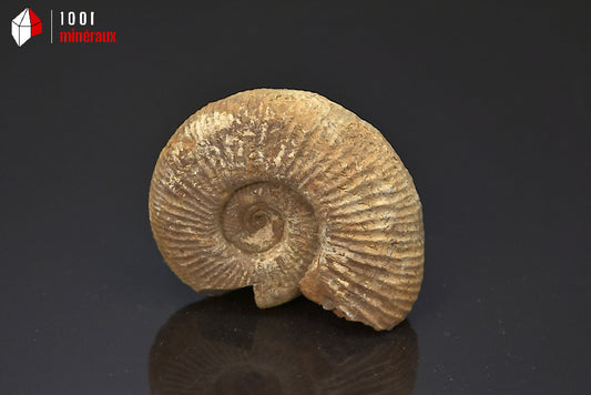 Fossile d'ammonite perisphinctes de France