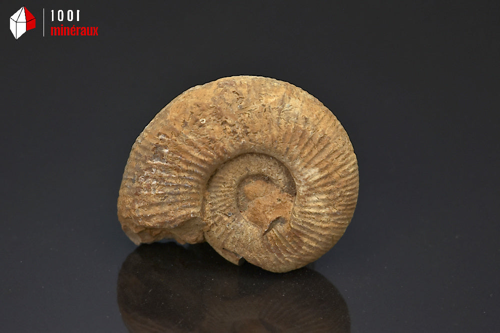 Fossile d'ammonite perisphinctes de France