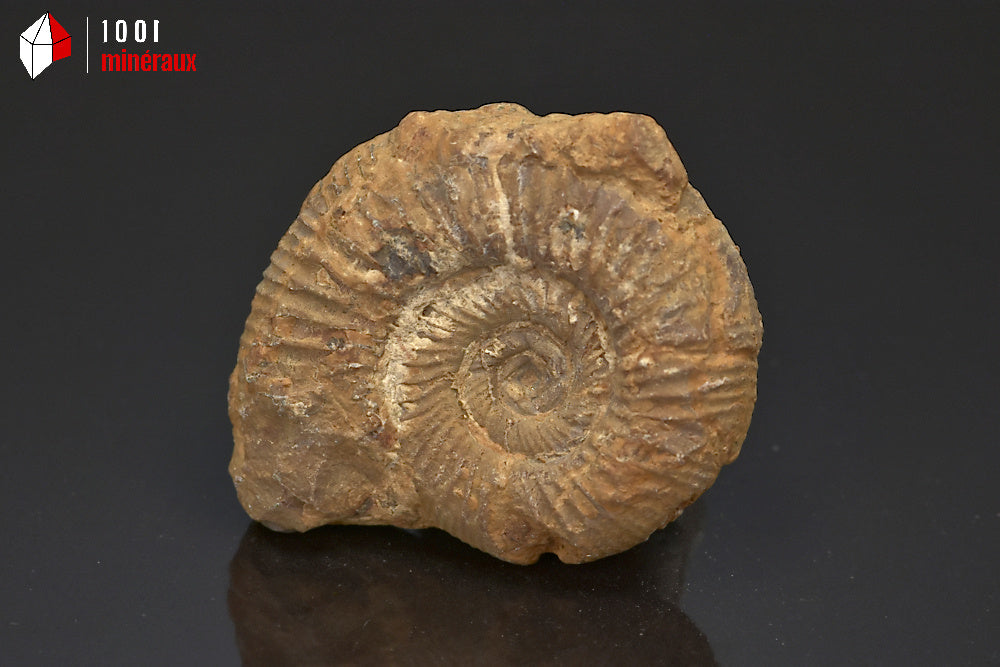 Fossile d'ammonite perisphinctes de France