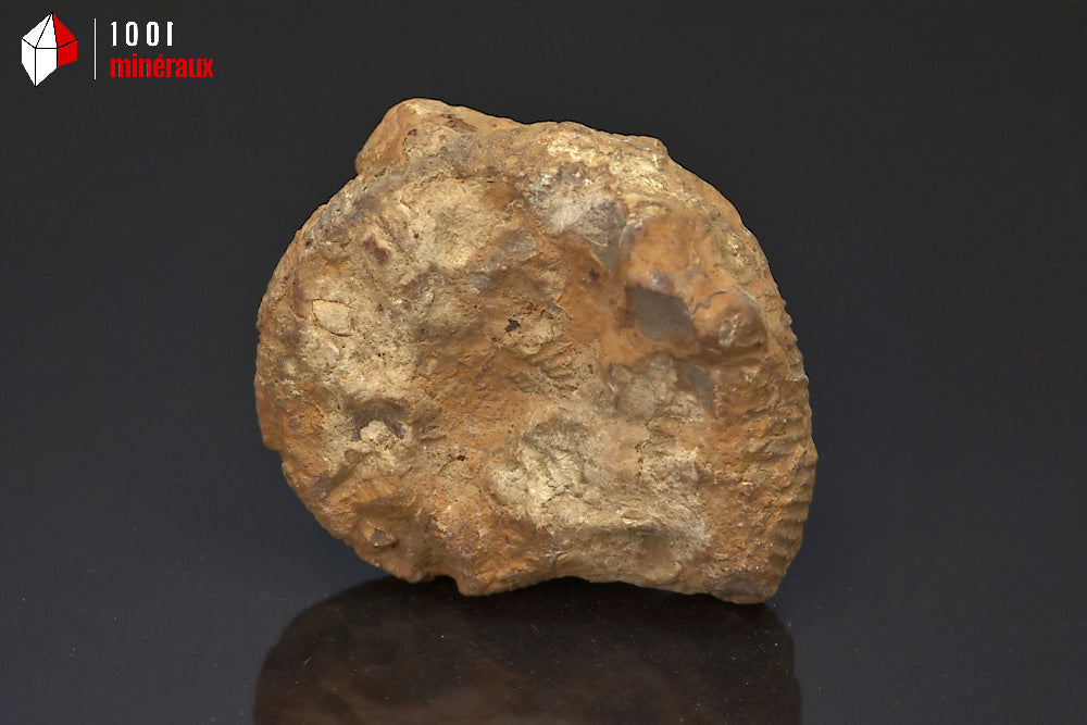 Fossile d'ammonite perisphinctes de France