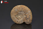 Ammonite perisphinctes fossile de France - 4,8 cm - 57 g / BP386 - Vignette | 1001 minéraux