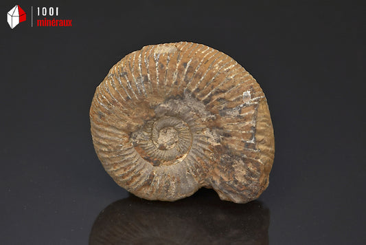 Fossile d'ammonite perisphinctes de France