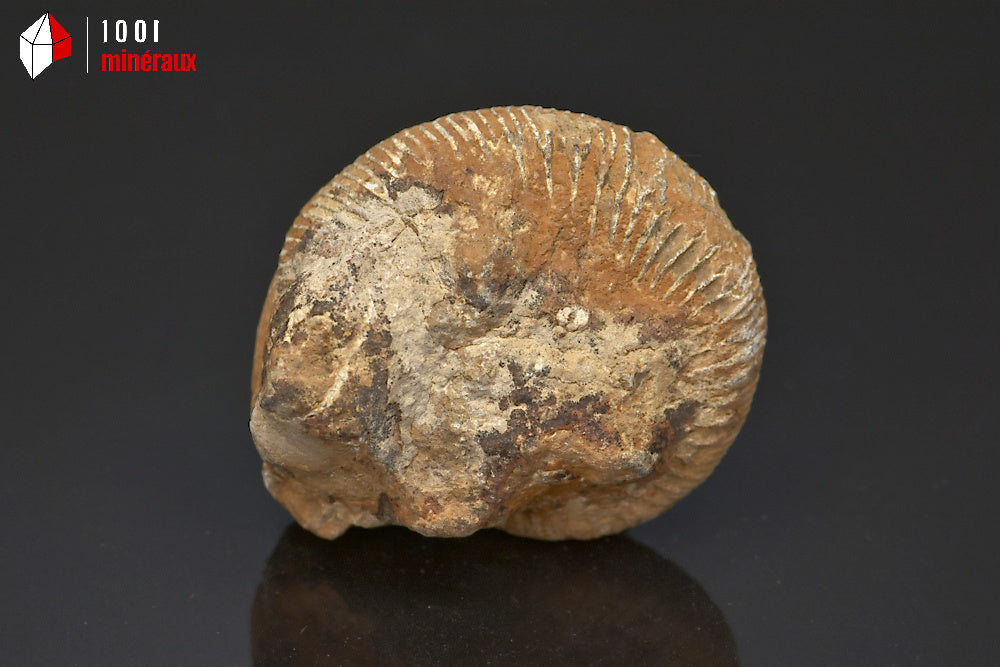 Fossile d'ammonite perisphinctes de France