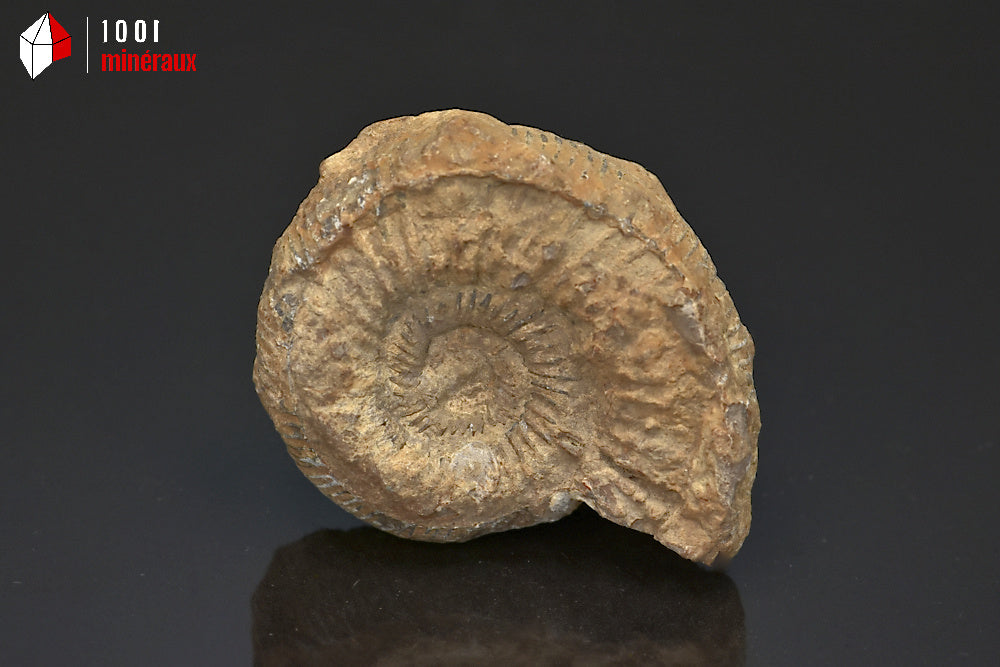 Fossile d'ammonite perisphinctes de France