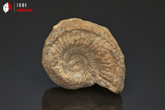 Fossile d'ammonite perisphinctes de France