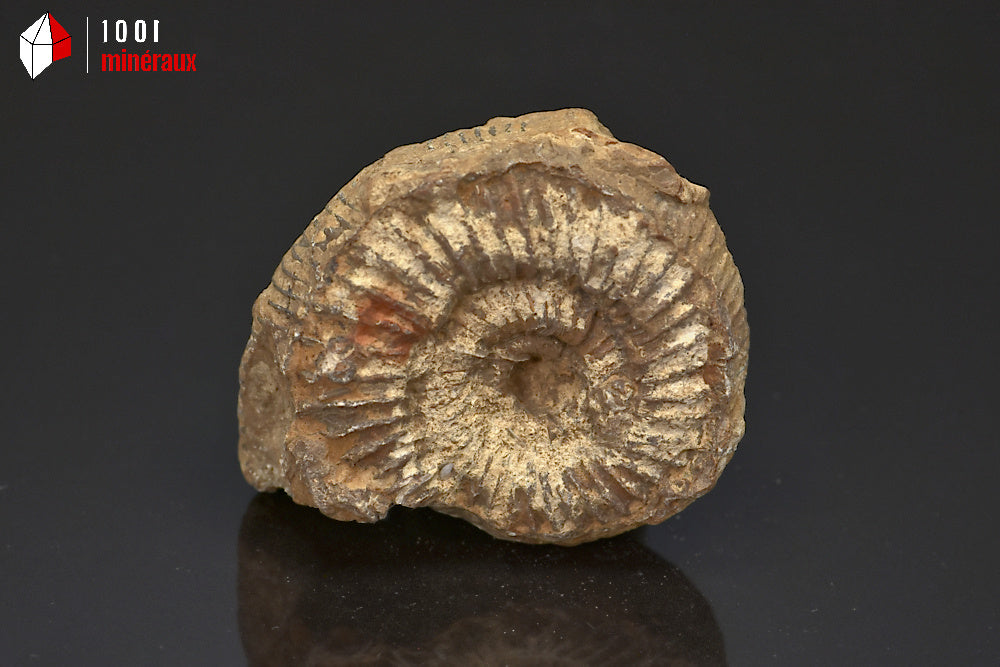 Fossile d'ammonite perisphinctes de France