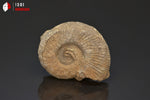 Ammonite perisphinctes fossile de France - 4,3 cm - 29 g / BP388 - Vignette | 1001 minéraux