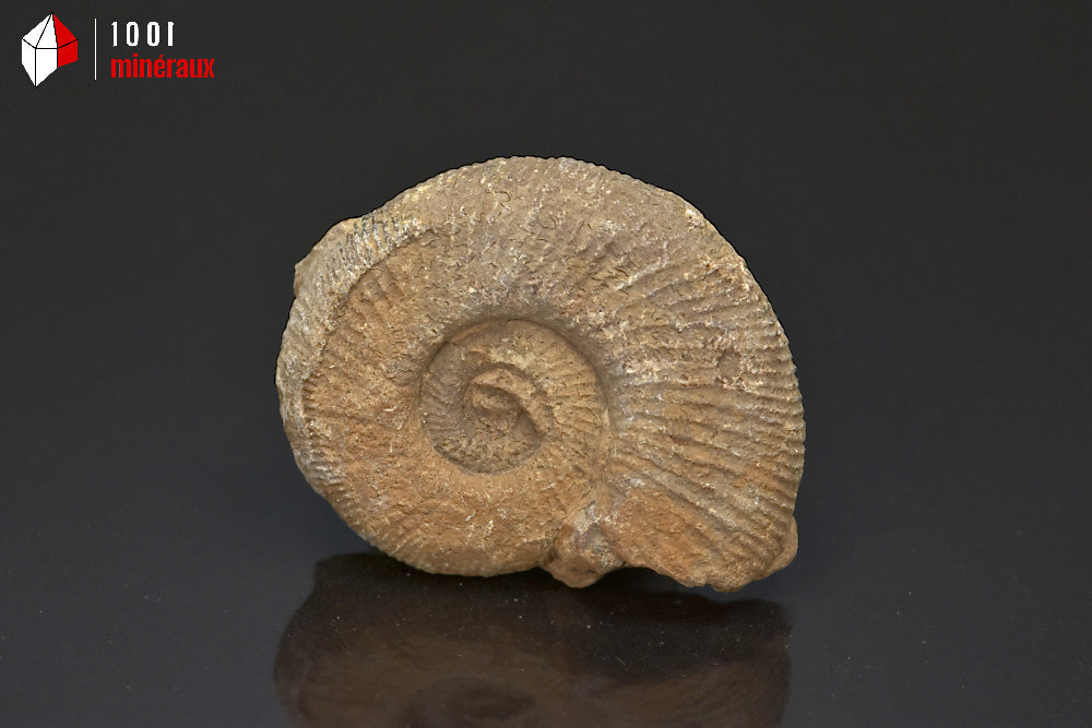 Fossile d'ammonite perisphinctes de France
