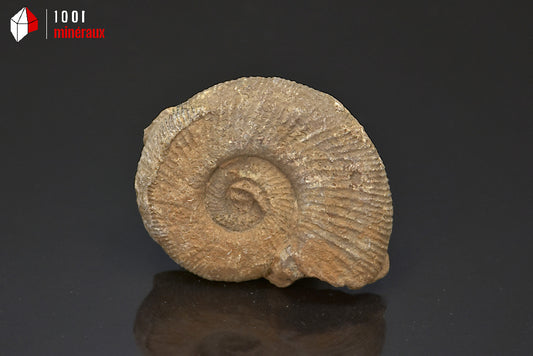 Fossile d'ammonite perisphinctes de France