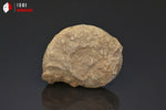 Ammonite perisphinctes fossile de France - 4,3 cm - 29 g / BP388 - Vignette | 1001 minéraux