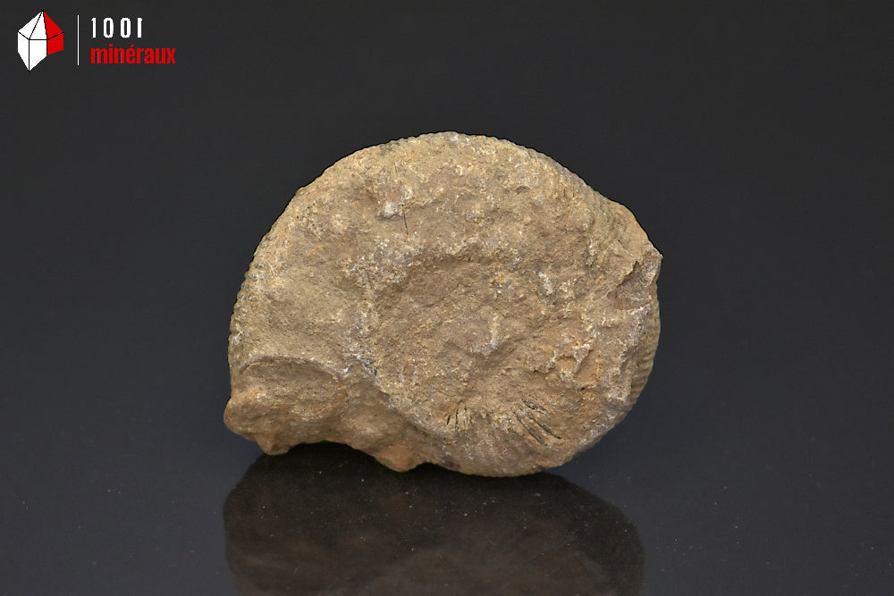 Fossile d'ammonite perisphinctes de France