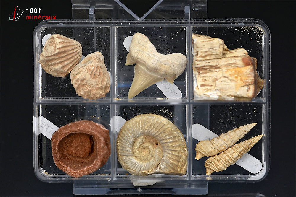 Boîte de 6 spécimens fossiles