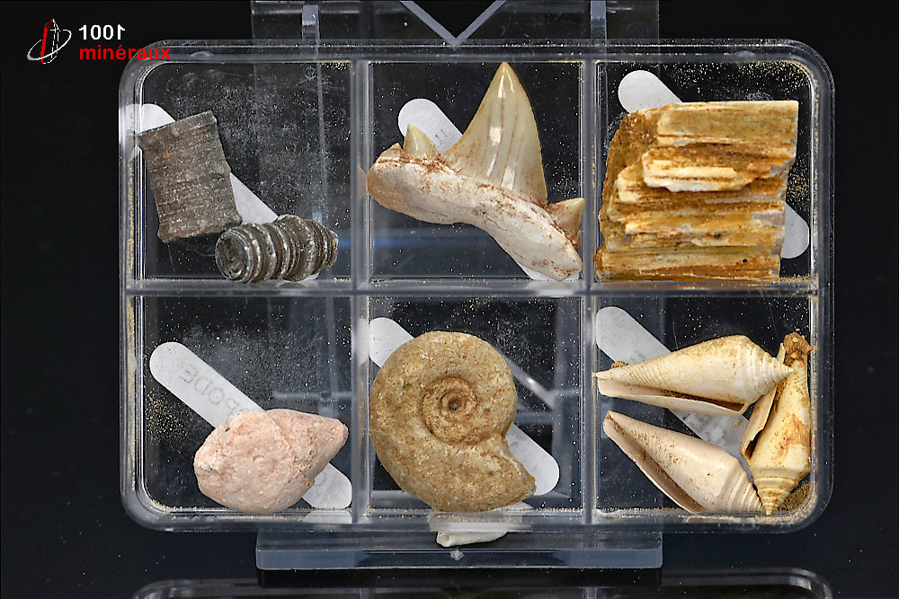 Boîte de 6 spécimens fossiles