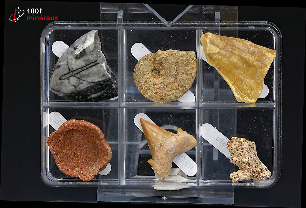 Boîte de 6 spécimens fossiles