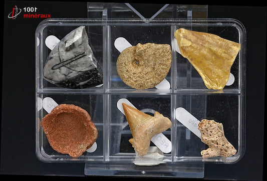 Boîte de 6 spécimens fossiles