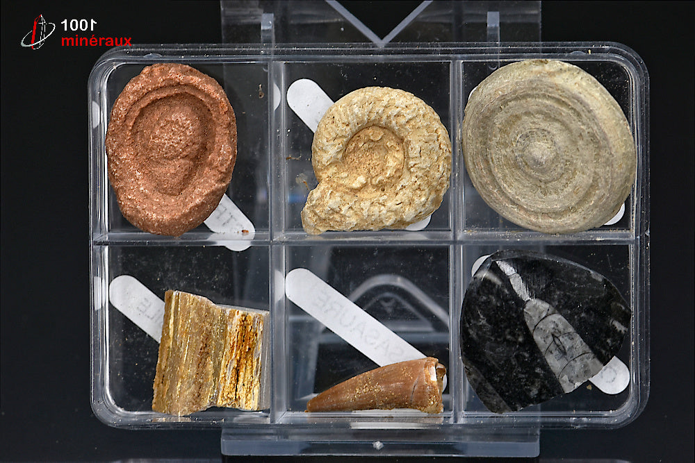 Boîte de 6 spécimens fossiles