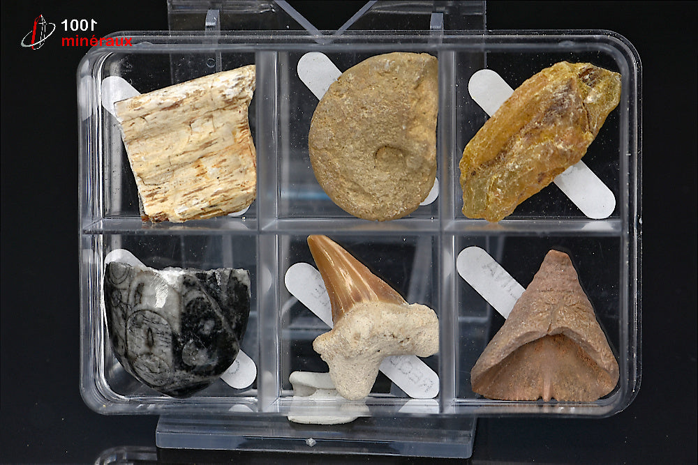 Boîte de 6 spécimens fossiles