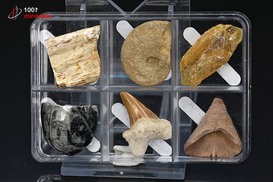 Boîte de 6 spécimens fossiles