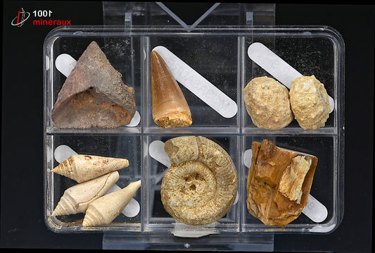 Boîte de 6 spécimens fossiles