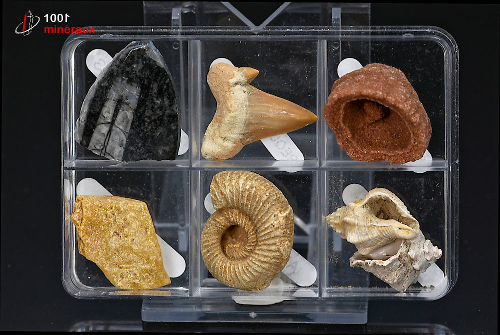 Boîte de 6 spécimens fossiles