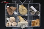 Boîte de fossiles - 6 échantillons / 72g / BP976 - Vignette | 1001 minéraux