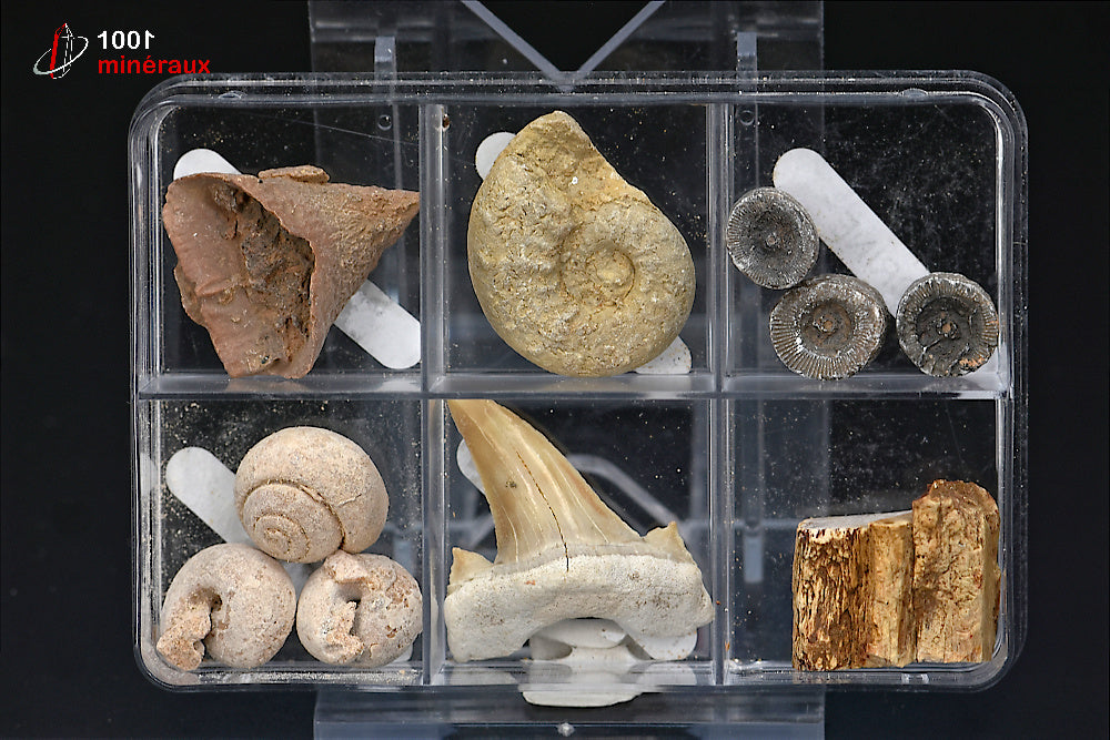 Boîte de 6 spécimens fossiles