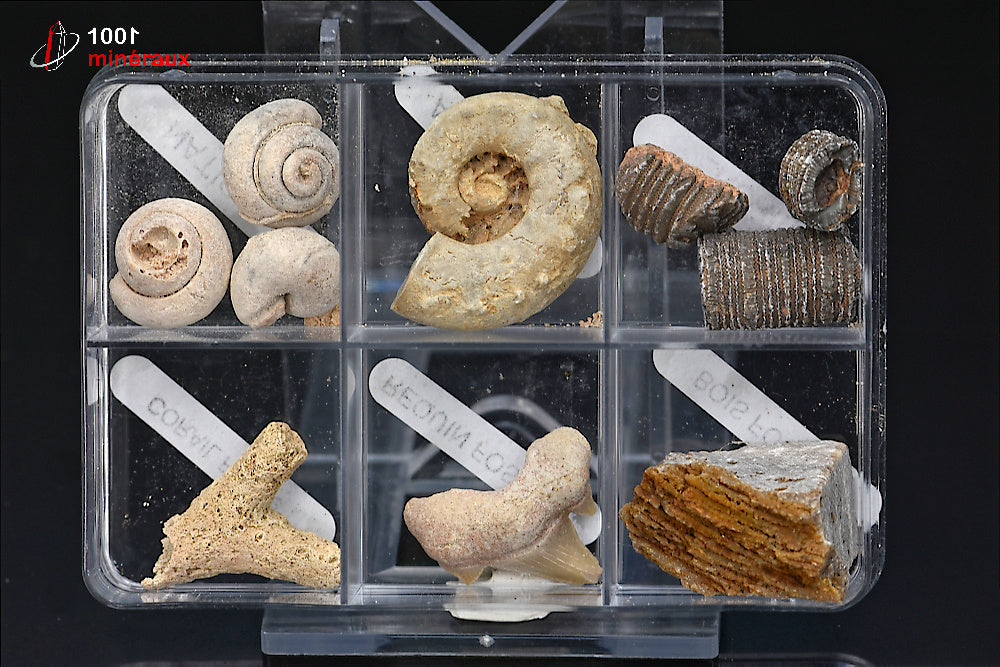 Boîte de 6 spécimens fossiles
