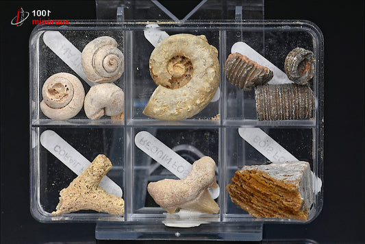 Boîte de 6 spécimens fossiles