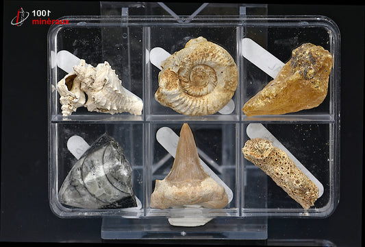 Boîte de fossiles - 6 échantillons / 62g / BP979