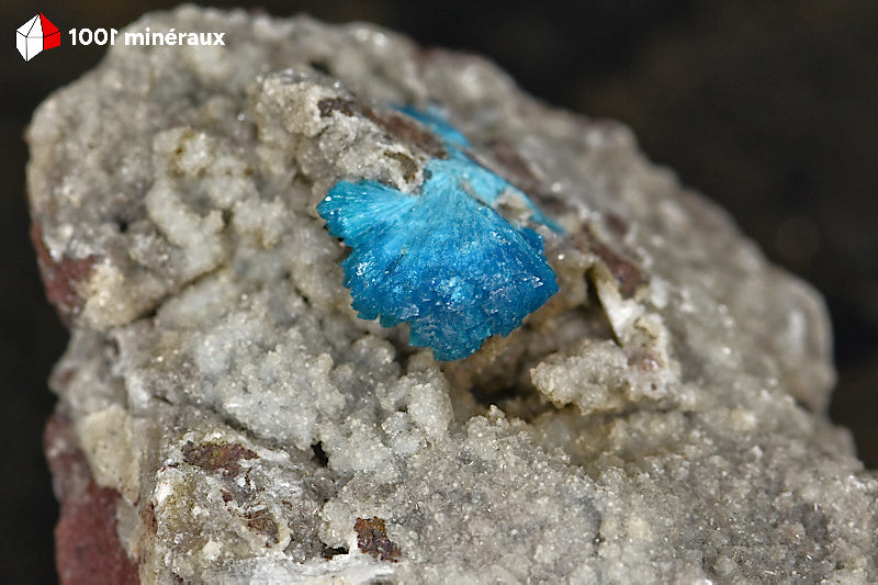 Cavansite de l'Inde - Détail de la rosette de cristaux bleu électrique - 35 g - BQ89
