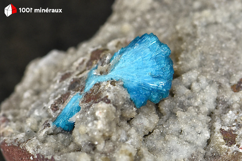 Cavansite de l'Inde - Détail de la rosette de cristaux bleu électrique sur Apophyllite - 35 g - BQ89
