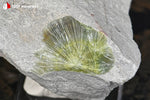 Wavellite de l'Arkansas, USA (cristallisation rayonnante sur roche) - 96 g / BQ94 - Vignette | 1001 minéraux
