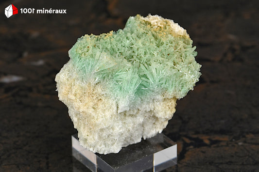 Gypse cuprifère d'Australie - Vue d'ensemble de l'enchevêtrement de cristaux verts translucides - 38 g - BQ96

