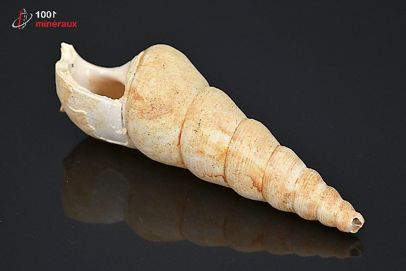 Fossile de turritelle de France