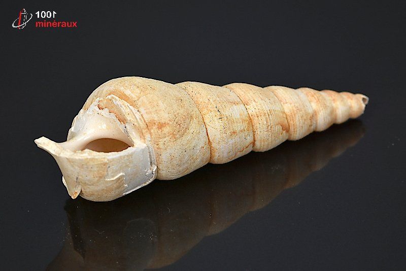 Fossile de turritelle de France