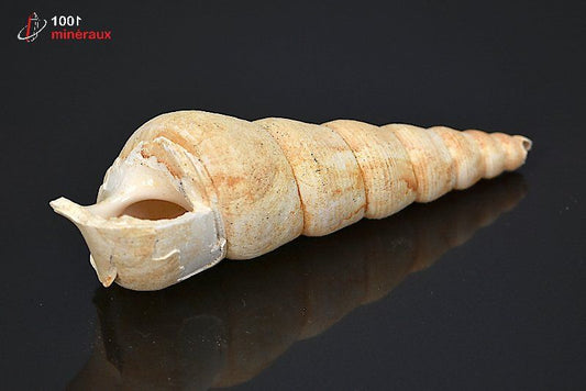 Fossile de turritelle de France