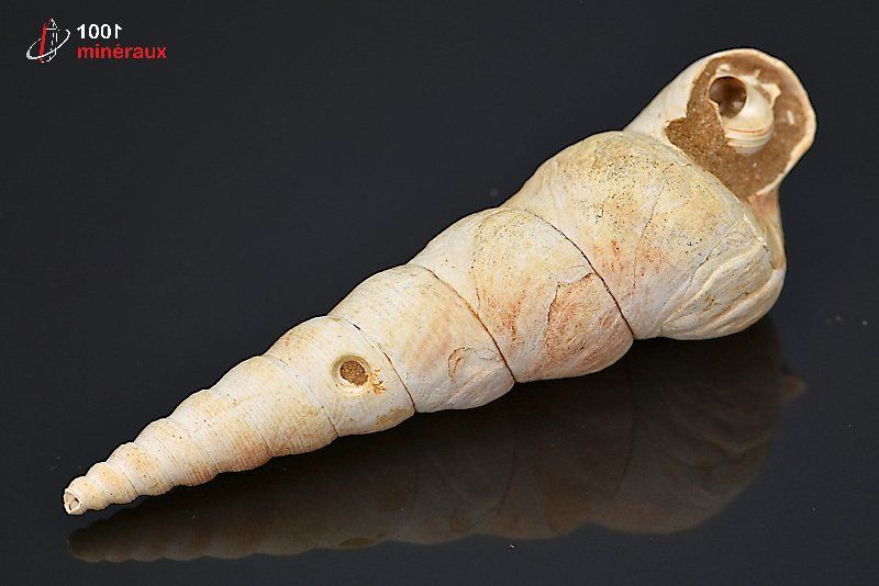 Fossile de turritelle de France