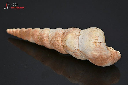 Fossile de turritelle de France