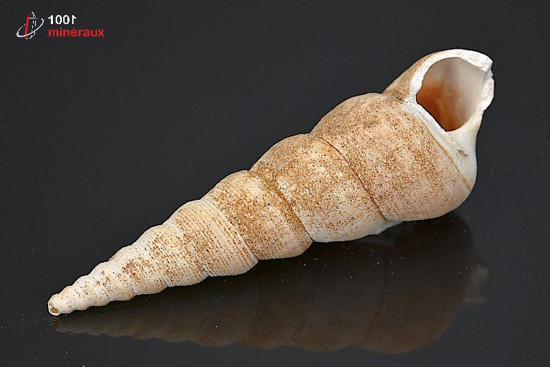 Fossile de turritelle de France