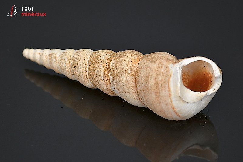 Fossile de turritelle de France