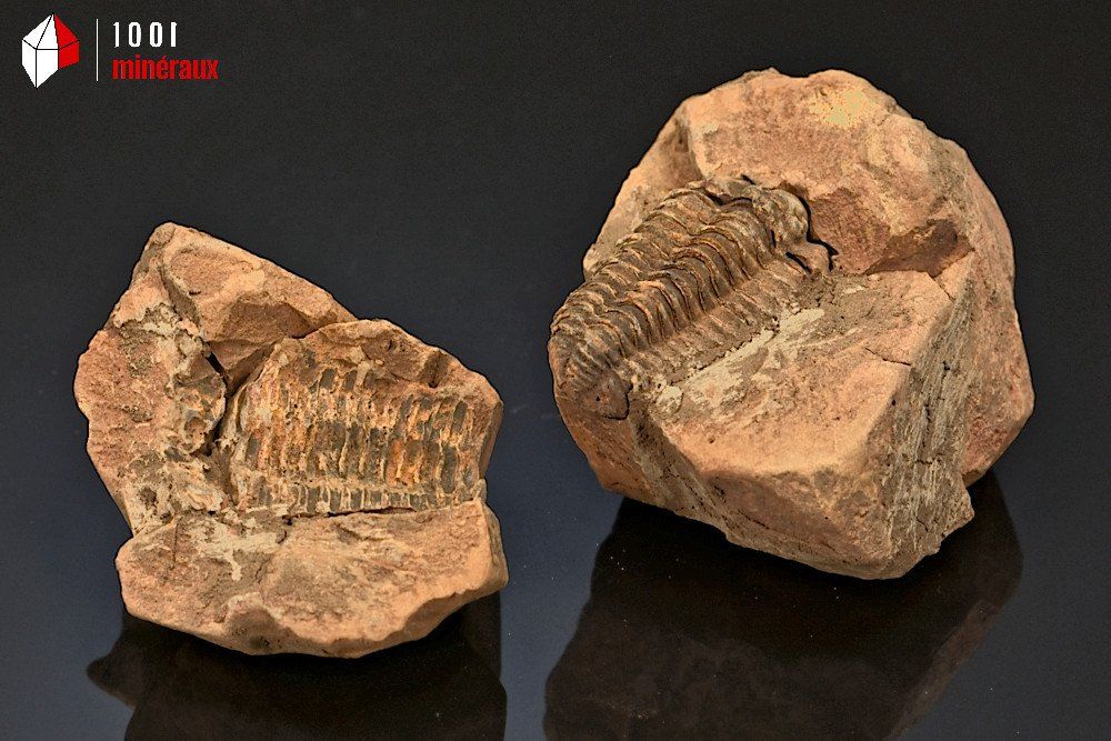 Fossile d'un trilobite Calymene marron en nodule du Maroc