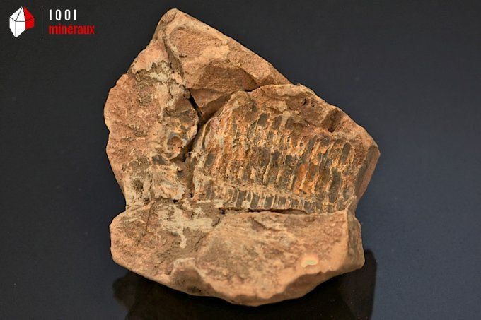 Fossile d'un trilobite Calymene marron en nodule du Maroc 