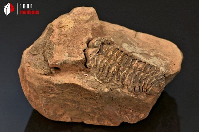 Fossile d'un trilobite Calymene marron en nodule du Maroc 