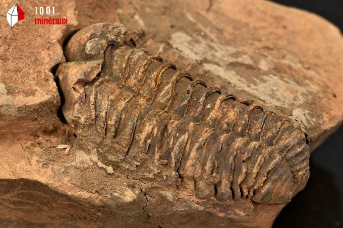 Fossile d'un trilobite Calymene marron en nodule du Maroc 